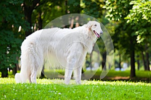 Beautiful dog breed Russian Borzoi