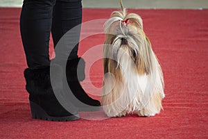Beautiful dog breed Shi tsu on exhibition dogs
