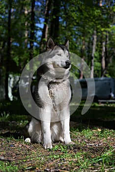 Beautiful dog breed Siberian Husky in a summer forest