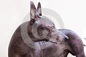 The beautiful dog breed Xoloitzcuintle Mexican Hairless dog