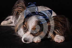 Beautiful dog Continental Toy Spaniel Papillon with blue bow on his head on a black background