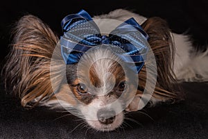 Beautiful dog Continental Toy Spaniel Papillon with blue bow on his head on a black background