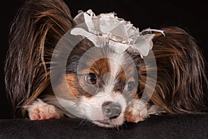 Beautiful dog Continental Toy Spaniel Papillon with white bow on his head on a black background