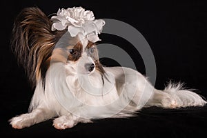 Beautiful dog Continental Toy Spaniel Papillon with white bow on his head on a black background