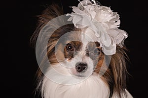 Beautiful dog Continental Toy Spaniel Papillon with white bow on his head on a black background