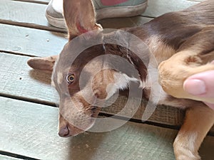 Beautiful dog in Cuban mainland