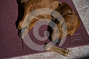 Beautiful dog of the dachshund breed, also called teckel, Viennese dog or sausage dog, napping on the floor on a sports mat