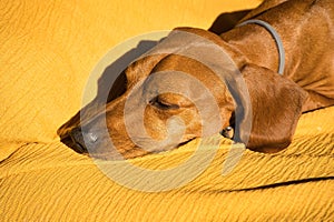 Beautiful dog of the dachshund breed, also called teckel, Viennese dog or sausage dog, napping on the floor on a sports mat