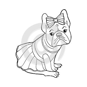 Beautiful dog in a dress and with a bow. Coloring book page. Purebred puppy. French Bulldog. Vector illustration for a