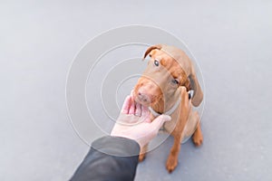 beautiful dog eats food from the hands of a man on the background of urban asphalt photo