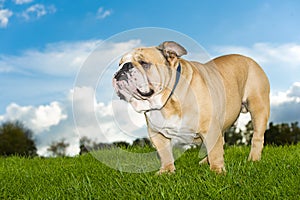 Beautiful dog english bulldog outdoors