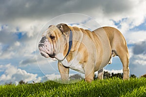 Beautiful dog english bulldog outdoors