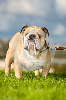 Beautiful dog english bulldog outdoors