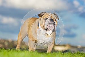 Beautiful dog english bulldog outdoors