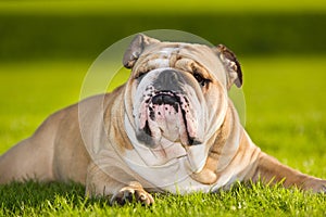 Beautiful dog english bulldog outdoors