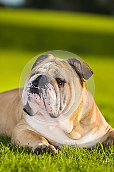 Beautiful dog english bulldog outdoors