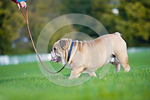 Beautiful dog english bulldog outdoors walking