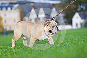 Beautiful dog english bulldog outdoors walking