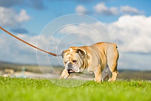 Beautiful dog english bulldog outdoors walking