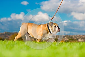 Beautiful dog english bulldog outdoors walking