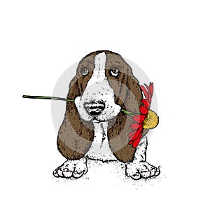 A beautiful dog with a gerbera. Vector illustration. Funny puppy with a flower.
