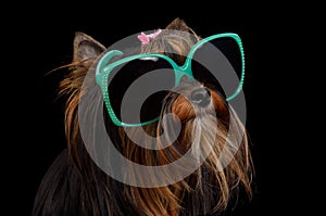 Beautiful dog with glasses