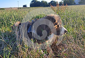 Beautiful dog in grass