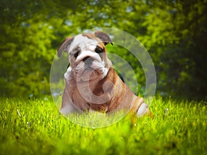 Beautiful dog in the green grass. Three-month English bulldog puppy. Portrait