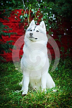 Beautiful dog husky sits