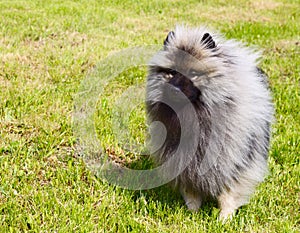 Beautiful Dog Keeshond