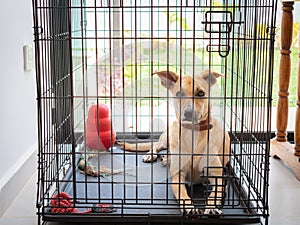 Beautiful dog locked up in a cage with toys