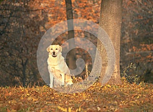 Hermoso el perro buscando todo derecho sobre el 