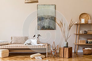 Beautiful dog lying in boho living room.