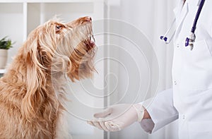 Beautiful dog during medical appointment photo