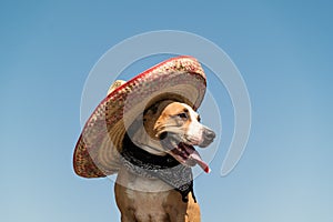 Beautiful dog in mexican hat as a western style bandit of gangster. Cute funny staffordshire terrier dressed up in sombrero hat