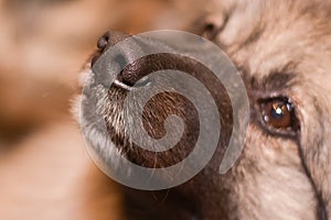 Beautiful dog nose close up