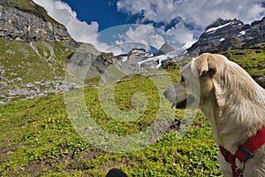 Beautiful dog on Oeschinensee area, Kandersteg