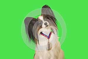 Beautiful dog Papillon with medal for first place on the neck on green background