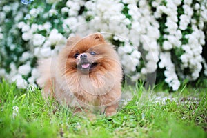 Beautiful dog. Pomeranian dog near blossoming white bush. Pomeranian dog in a park. Adorable dog. Happy dog