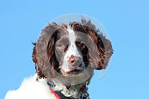 Beautiful dog portrait