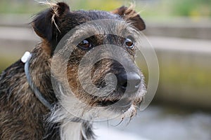 Beautiful dog portrait