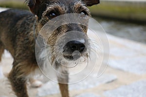 Beautiful dog portrait