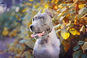 Beautiful dog portrait blue american staffordshire terrier amstaff stafford pit bull puppy walking outdoor in autumn forest