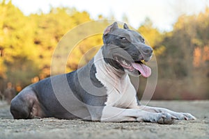 Beautiful dog portrait blue american staffordshire terrier amstaff stafford pit bull puppy walking outdoor in autumn forest