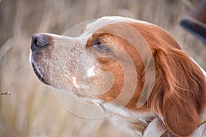 Beautiful dog. Portrait. Epagneul Breton. Brittany Spaniel