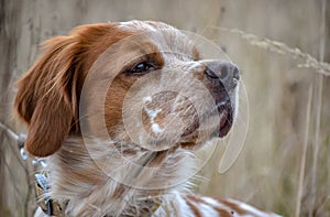 Beautiful dog. Portrait of hunting dog Epagneul Breton. Brittany Spaniel. Hunting season time