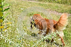 Beautiful dog. Portreit.