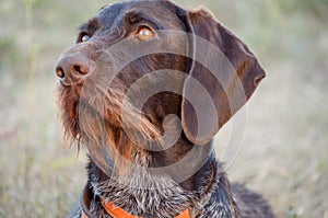 Beautiful dog. Portreit. German wirehaired pointer. Drathaar.