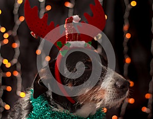 Beautiful dog posing for the christmas with the hat and colours light