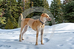 Beautiful dog posing in snow in mountain forest